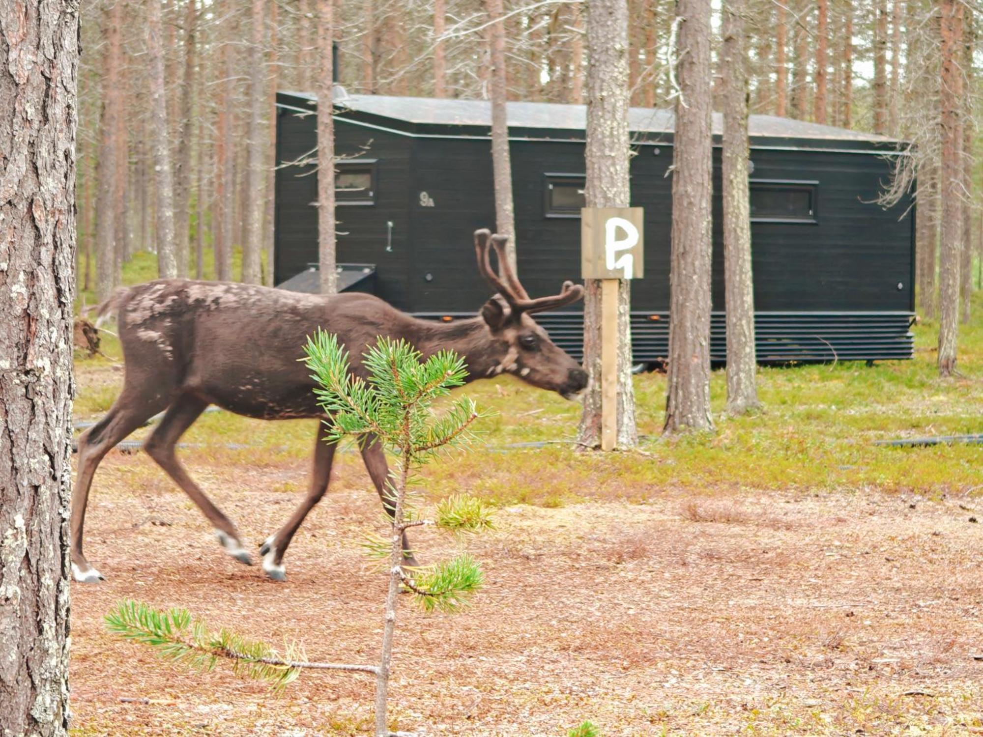 Lapland Riverside, Landscape Cabin, Kuukkeli 6, Yllaes, Tiny Home With Sauna, Fireplace, Terrace, Bbq, Wifi, Ski, Fishing, Pets Ok Äkäslompolo エクステリア 写真